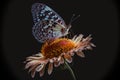 two butterflies are sitting on a flower together