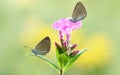 Two Butterflies Are Sitting On A Flower.