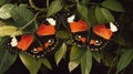 Butterflies on leaves creating shared wing pattern in 169