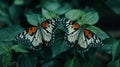 Butterflies on leaves creating shared wing pattern in 169
