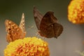 Two butterflies sitting on marigold flower with blurred background. Royalty Free Stock Photo