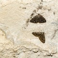 Two butterflies of the species Triphosa dubitata Linnaeus, 1758 on a limestone wall in a cave in the wild