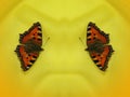 Two butterflies on yellow background