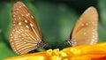 two butterflies facing each other like in a mirror on a yellow flower, macro photography of this elegant and delicate lepidoptera 