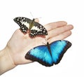 Two butterflies, yellow and blue, on girl`s hand isolated on white background