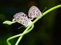 Two butterfly couple mate love life on green ivy plant tree . Isolated on black background. wildlife animal insect in botanic gard Royalty Free Stock Photo