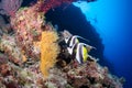 Two butterfly fish on the reef Royalty Free Stock Photo