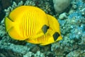 Two butterfly fish swim near corals Royalty Free Stock Photo