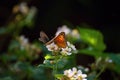 Two butterfly (genus maniola) collecting nectar from blossomin flower of blackberry