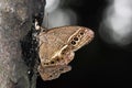 Two butterfly on the trunk.