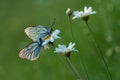 two butterflys Aporia cratagi in the dew on a daisy in the early morning Royalty Free Stock Photo