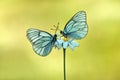 Two butterflys Aporia cratagi in the dew on a daisy  on a forest glade Royalty Free Stock Photo