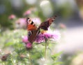 Two Butterflys butterfly