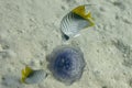 Two butterly angel fish Royalty Free Stock Photo