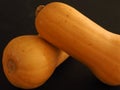 Two butternut squash pumpkins