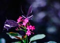 TWO BUTTRLFLIES ON RED FLOWERS Royalty Free Stock Photo