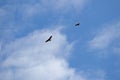 Two buzzards in the sky