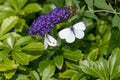 Two cabbage white butterflies - Pieris Brassicae - sitting on violet flowering butterfly bush - Buddleja davidii