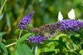 Two cabbage white butterflies - Pieris Brassicae - sitting on violet flowering butterfly bush - Buddleja davidii