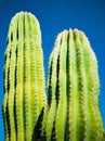 Two cacti against blue sky