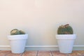 Two cacti in pots Royalty Free Stock Photo