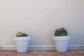 Two cacti in pots Royalty Free Stock Photo