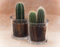 Two cacti in pots Royalty Free Stock Photo