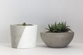 Two cactus in cement pots on an isolated white Royalty Free Stock Photo