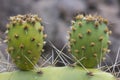 Two cactus Leave