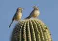 Two Cactus Wrens Royalty Free Stock Photo