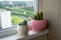 The Two cactuses stand on the windowsill Royalty Free Stock Photo