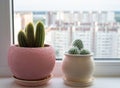 The Two cactuses stand on the windowsill Royalty Free Stock Photo