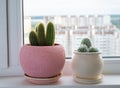 The Two cactuses stand on the windowsill Royalty Free Stock Photo