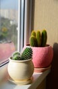 Two cactuses stand on windowsill Royalty Free Stock Photo