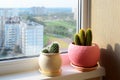 Two cactuses stand on windowsill Royalty Free Stock Photo