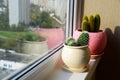 Two cactuses stand on windowsill Royalty Free Stock Photo