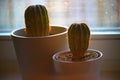 Two cactuses with thorns indoor in sunny backlight