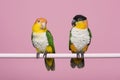 Two caique birds looking at each other on a pink background Royalty Free Stock Photo