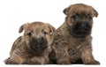 Two Cairn Terrier Puppies, 6 weeks old Royalty Free Stock Photo