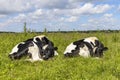 Two calf cows sleeping curled up in the middle of a grassland Royalty Free Stock Photo