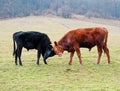 Two calfs Royalty Free Stock Photo
