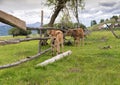 Two calfs in a meadow pasture Royalty Free Stock Photo
