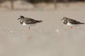 Two Calidris alpina, sandpipers with pronounced bokeh during blizzard on the sand of El Carabassi beach in Arenales del Sol Royalty Free Stock Photo