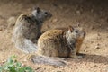 Two California Ground Squirrels