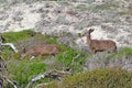 Two California mule deer Odocoileus hemionus californicus at A Royalty Free Stock Photo