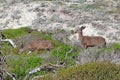 Two California mule deer Odocoileus hemionus californicus at A