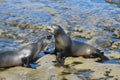 Two california sea lions fighting in LaJolla California Royalty Free Stock Photo