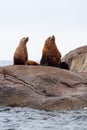 Two California sea Lions stand alert