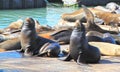 Sea Lions yelling at Pier 39 at Fisherman`s Wharf, San Francisco, USA Royalty Free Stock Photo