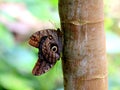 Two Caligo Atreus Butterflies